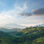 Coffee landscape Colombia