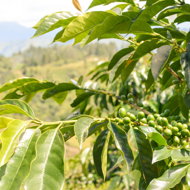 Fairtrade Sumatran Green Beans - Gayo Highlands